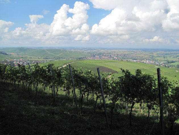 Blick übers Weinanbaugebiet am Rande von Freiburg