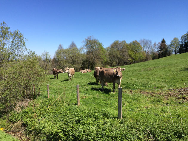 Idylle pur: Allgäuer Kühe auf Allgäuer Weide