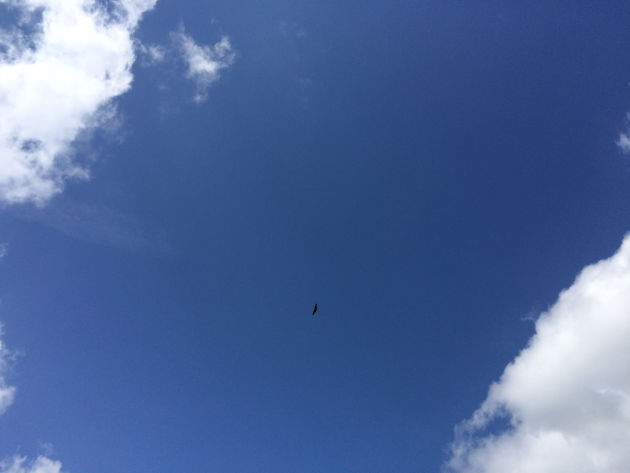 In luftiger Höhe und bei blauem Himmel: ein Rotmilan