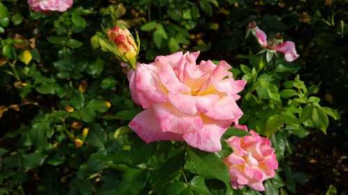 Bild Rosen im Rosengarten des Britzer Schlosses