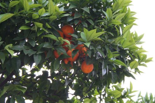 Orangenbäume auf dem Campingplatz in Pompeji