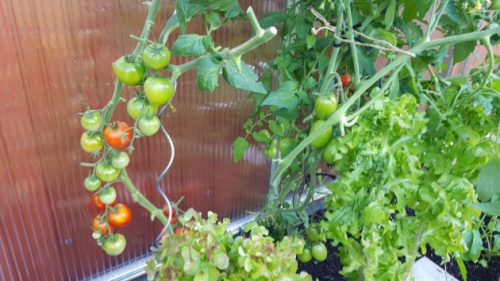 Viele, viele Tomaten im Gewächshaus