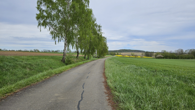 Schmale Teerstraße mit mehreren Birken am Straßenrand und Wiesen und Felder