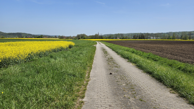 Ein Feldweg mit einem gelben Rapsfeld links und einem frisch gepflügten Acker rechts.